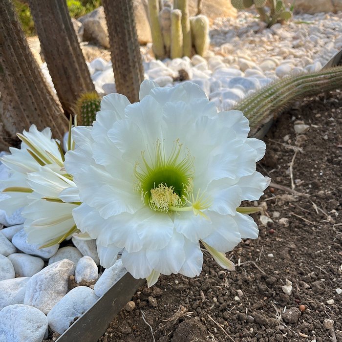 V. Cusumano